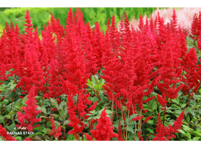 Astilbe   'Etna'
